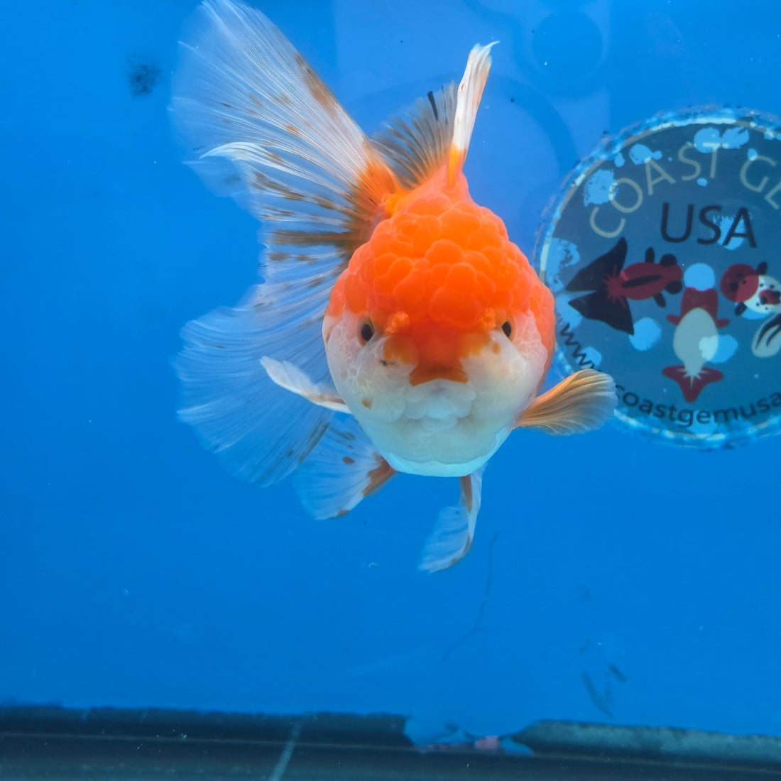 Thai Oranda Red and White 4.5" Body Female 9mths(FEB-572)R3A01