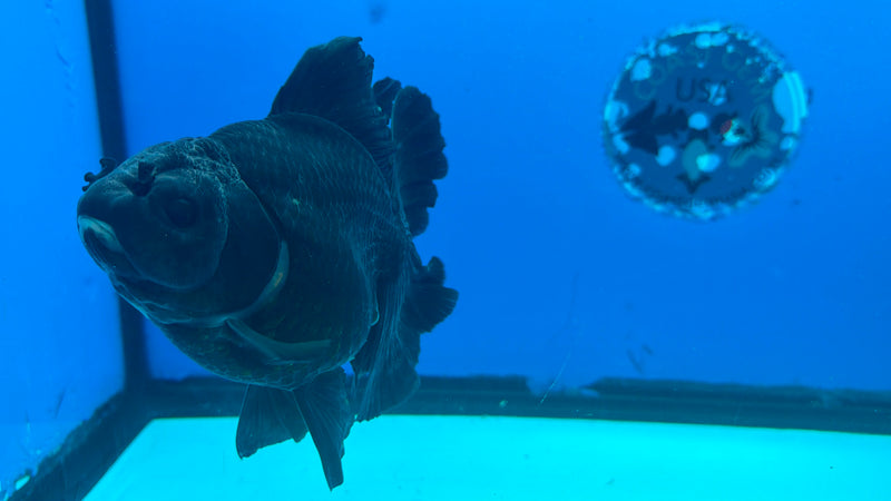 Thai Oranda Panda Body 4.5in Female (FEB-452)BLUETUBA