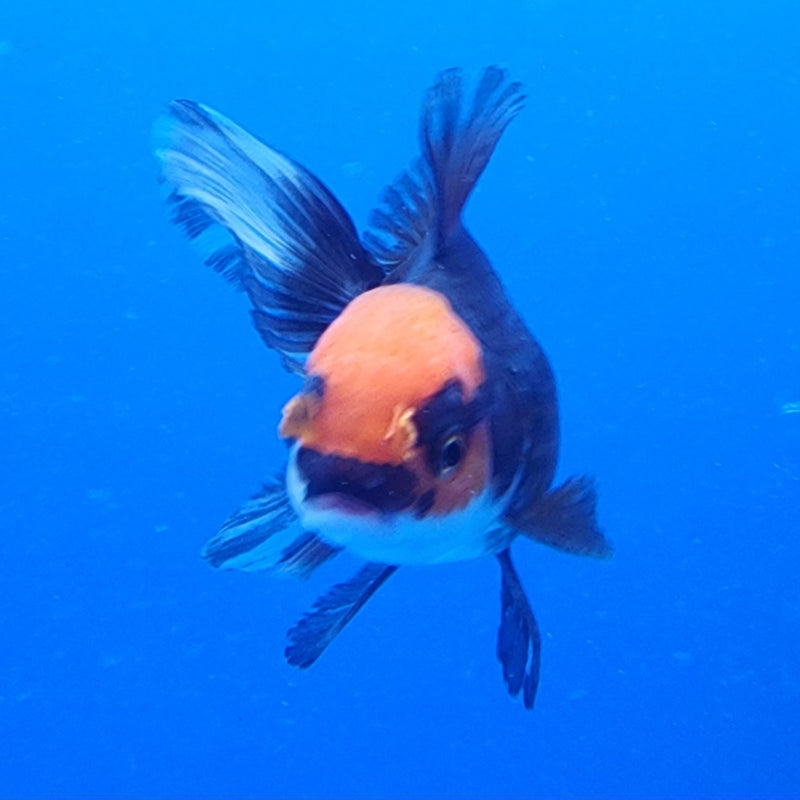 Thai Oranda Tri-Color 2.5 F (FEB-193)R3A06