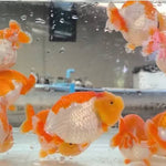A Grade Our Choice Red/White Dragon Head Ranchu 2.50 inch Body (CGF)
