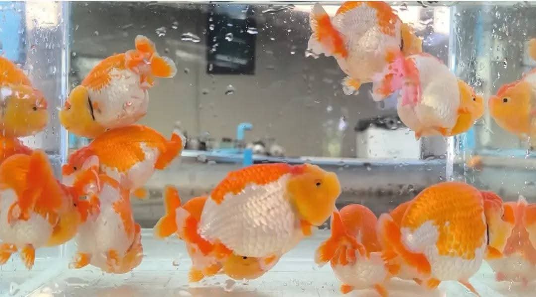 A Grade Our Choice Red/White Dragon Head Ranchu 2.50 inch Body (CGF)