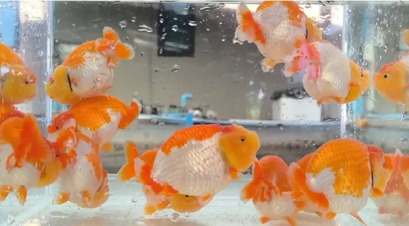 A Grade Our Choice Red/White Dragon Head Ranchu 2.50 inch Body (CGF-85)