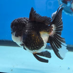 Thai Oranda Panda 4" Body female 9mths(FEB-569)R3A01