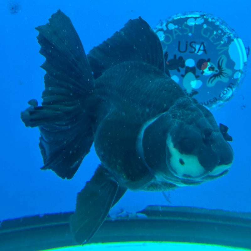 Thai Oranda Panda Body 4.5in Female (FEB-452)BLUETUBA