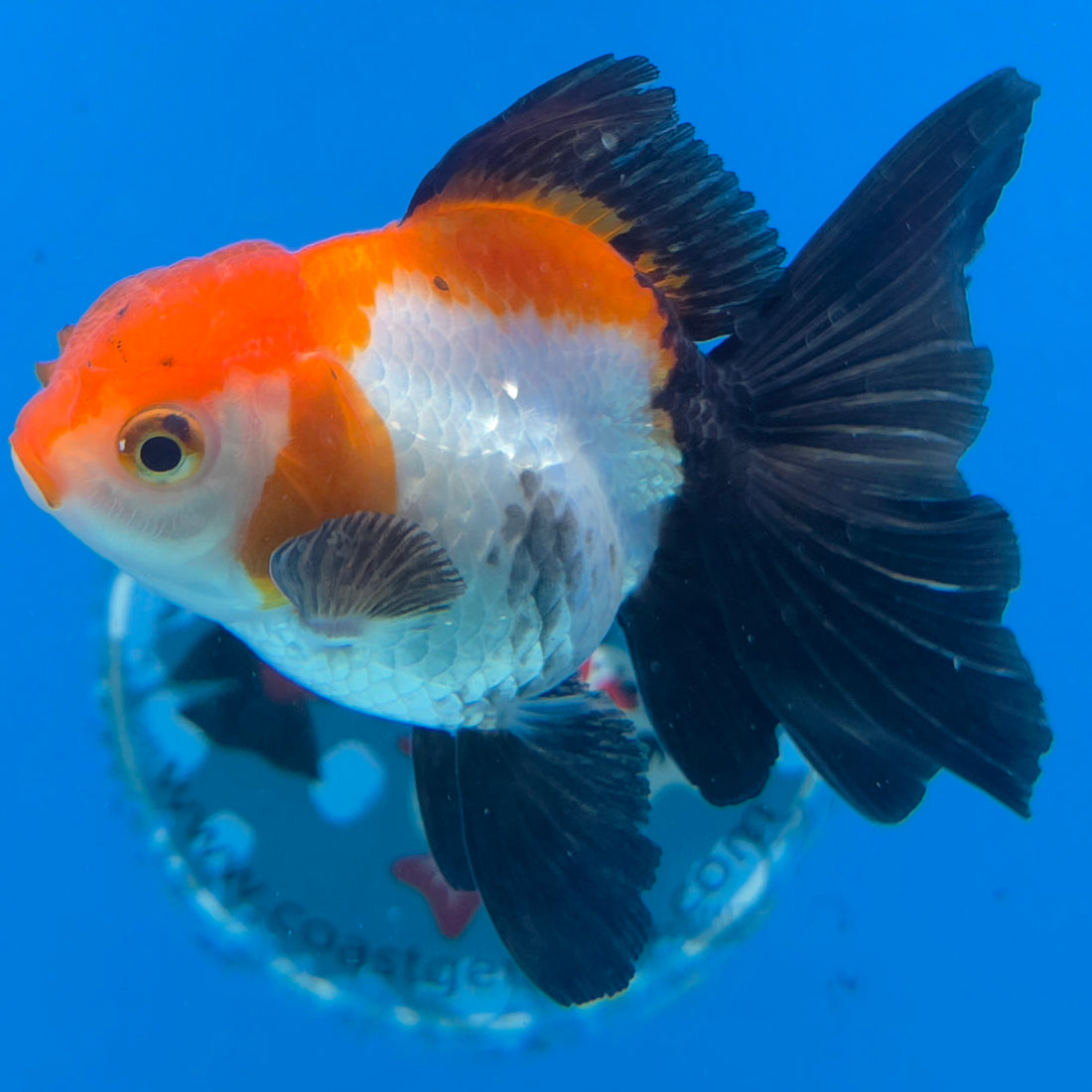 Thai Oranda Tri-Color Sakura 2.5” Male(FEB-634)R3B15
