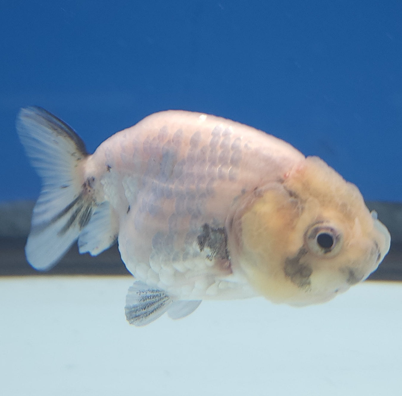 Small Goldfish - What you See is What You Get
