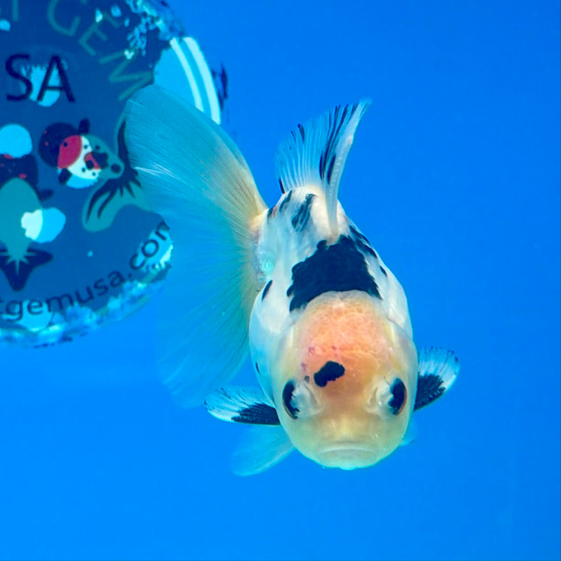 Thai Oranda Panda 3.0” Male(FEB-628)R1A09