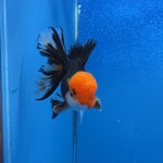 Thai Oranda Red Cap Panda Color 3.3 in Body Male (FEB-536)R3A03