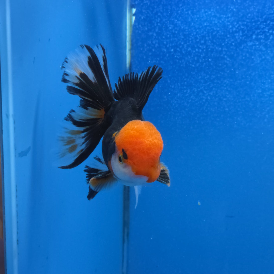 Thai Oranda Red Cap Panda Color 3.3 in Body Male (FEB-536)R3A03