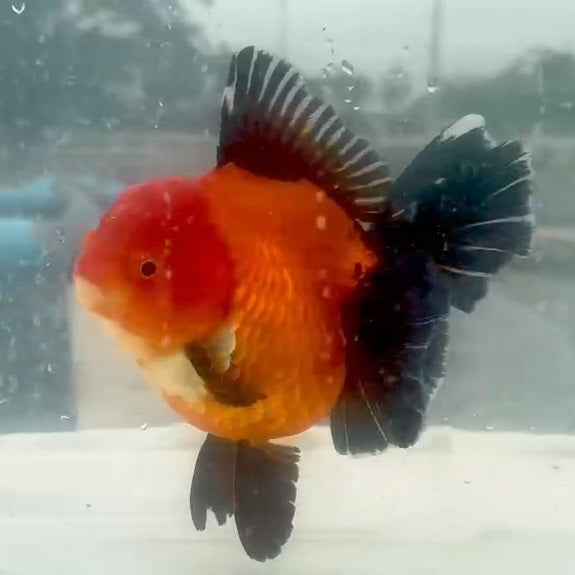 Thai Jumbo Apache Oranda Orchid Tail 4.50 inch Body (QGF-JO1178)