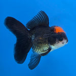 Thai Oranda Red Cap Black 3.5” Female(FEB-728)R1B07