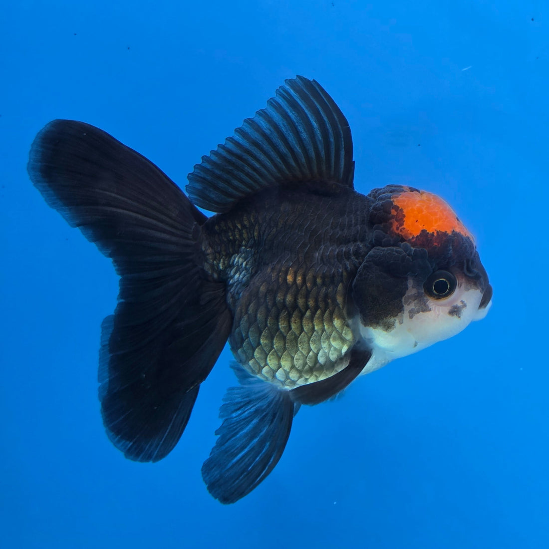 Thai Oranda Red Cap Black 3.5” Female(FEB-728)R1B07