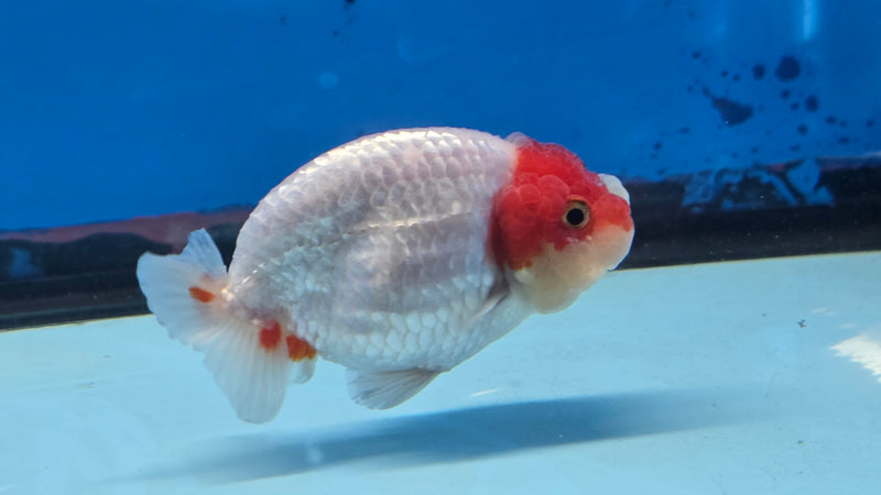 Thai Red/White Lionchu Ranchu 2.75 inch Body Male (NNN-2084)R4C07