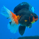 Thai Oranda Apache Butterfly Tail 3.5" Male(FEB-429)R2A02