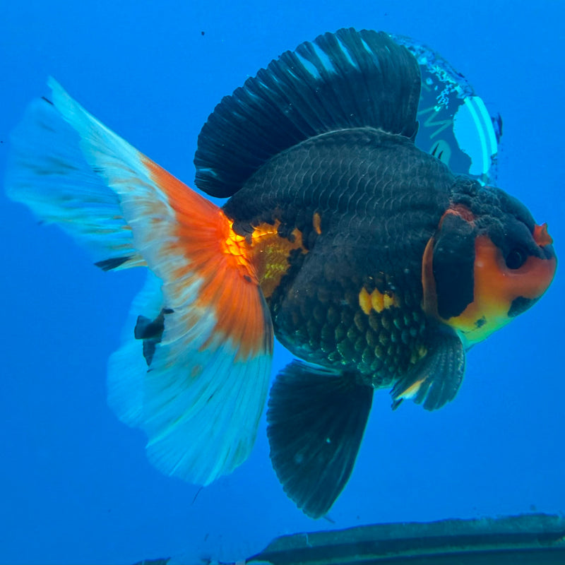 Thai Oranda Apache Butterfly Tail 3.5" Male(FEB-429)R2B02