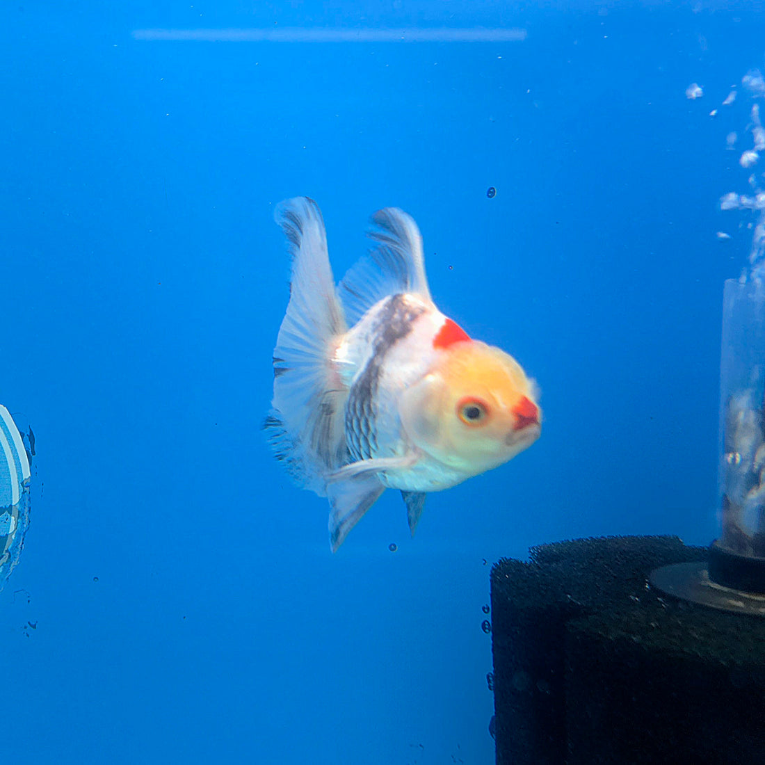 Thai Oranda Tri-Color 2.5” Female(FEB-674)R3B01