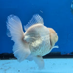 Thai Oranda White Platinum 4.5 in Body Female (FEB-520)R3A08