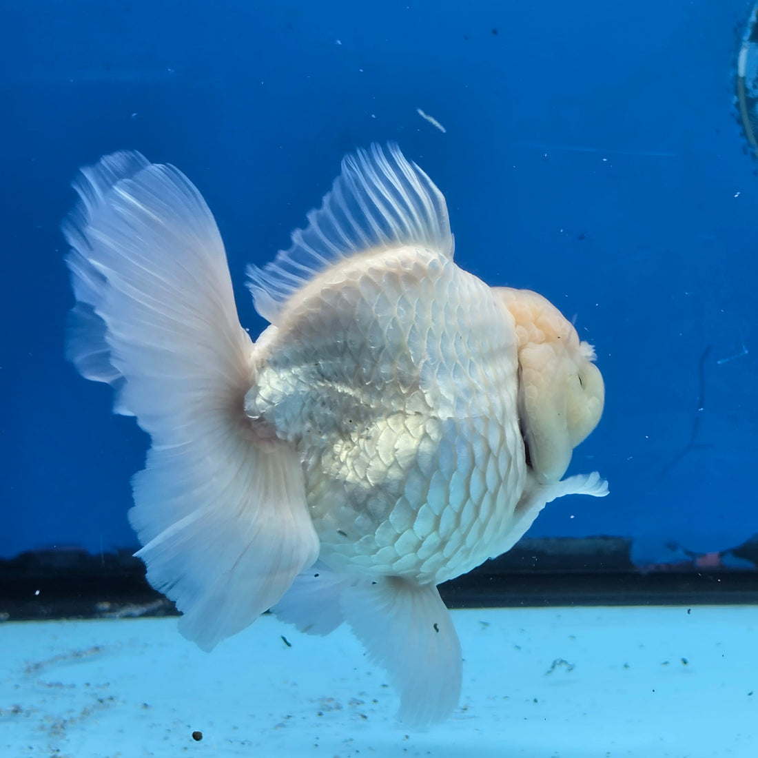 Thai Oranda White Platinum 4.5 in Body Female (FEB-520)R3A08