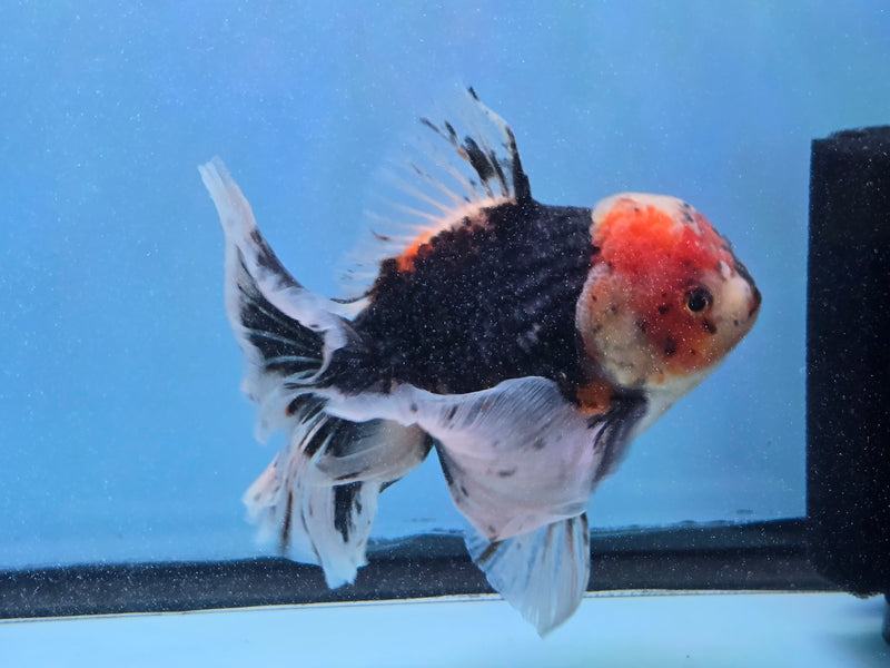 Thai Premium Kirin Calico Oranda 4.50 inch Body Oranda Male (QGF-JO1021)