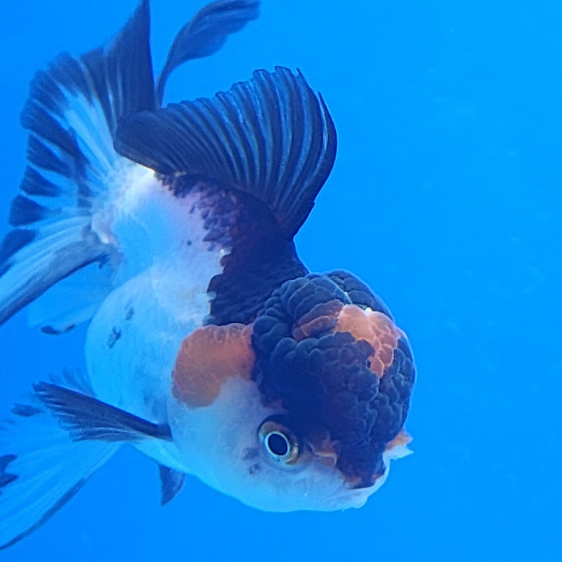 Thai Oranda Tri-Color 2.5in Female (FEB-195)R3A06