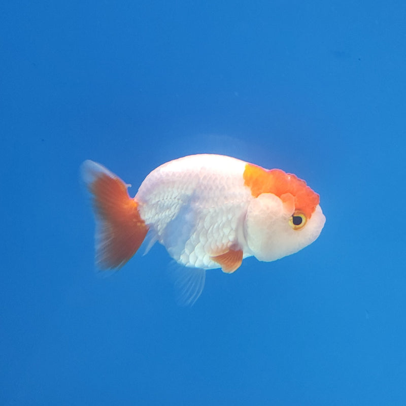 Chinese Ranchu Red & White 2in Female (FEB-333)R3B16