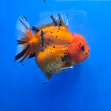 Thai Oranda Red Tiger Sakura Godzilla 5 inch Orchid Tail Body Female (G-FEB-107)BlueTubB