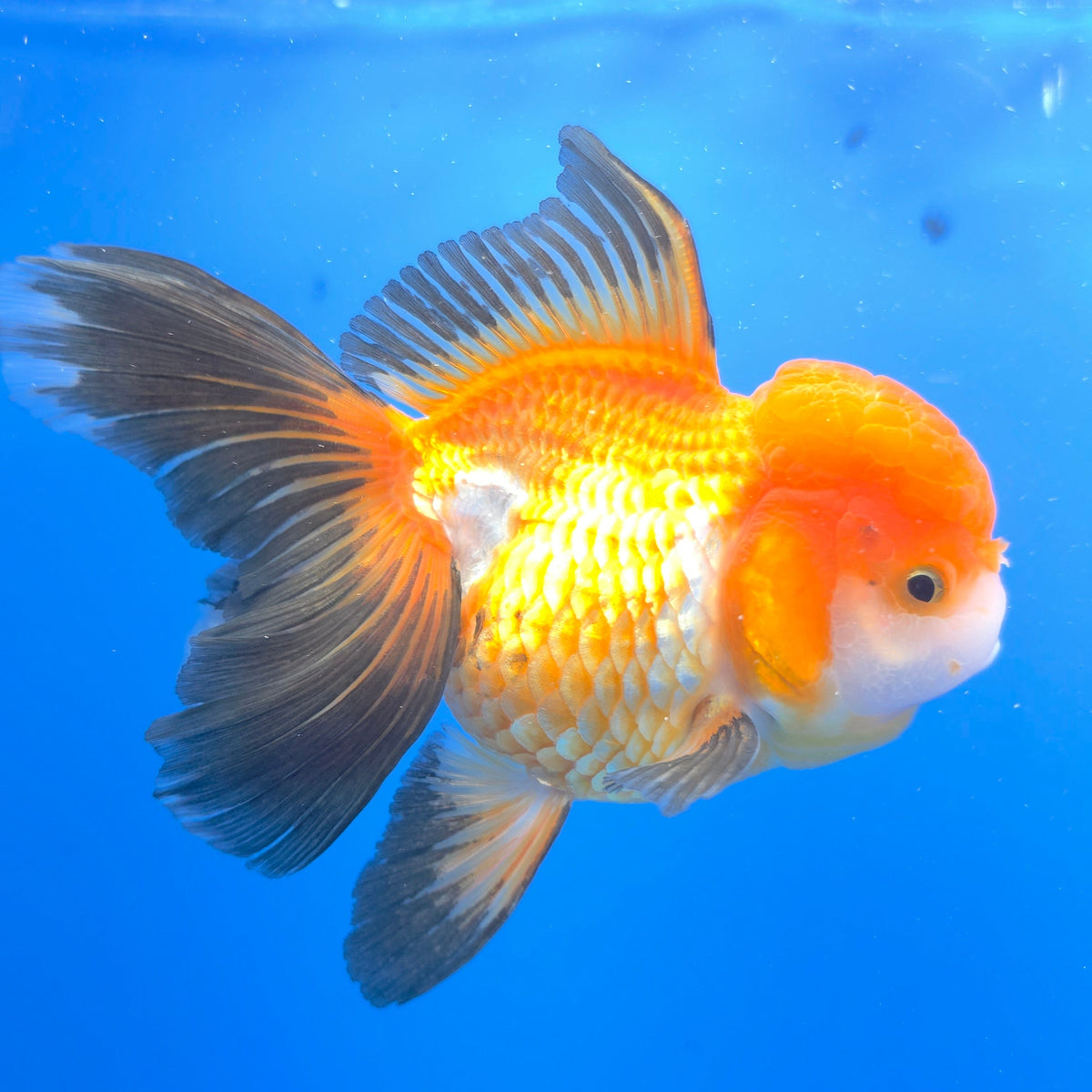 Thai Oranda Tri-Color Panda 3.5" Body Female (FEB-765)R2B07 (Copy)