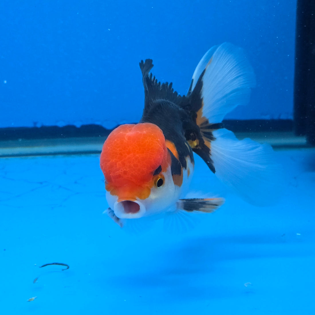 Thai Oranda Red Cap Tri Color Color 3.5 in Body Male (FEB-537)R3A03