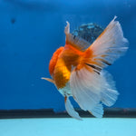 Thai Oranda Red and White 4.5" Body Female 9mths(FEB-572)R3A01