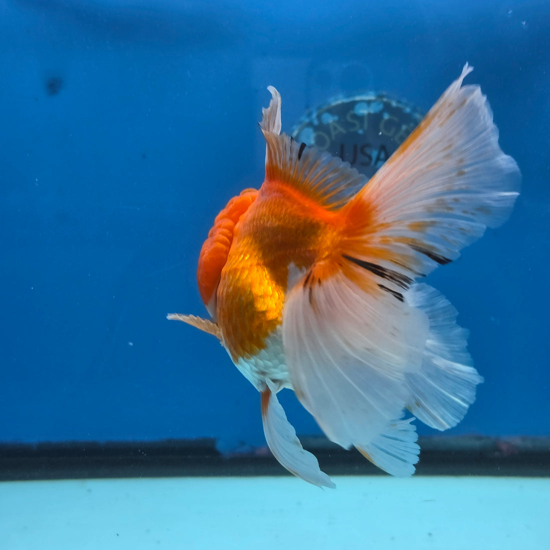 Thai Oranda Red and White 4.5" Body Female 9mths(FEB-572)R3A01