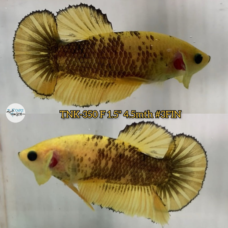 Live Female Betta Yellow Tiger Koi Plakad(TNK-350) High quality what you see what you get!!