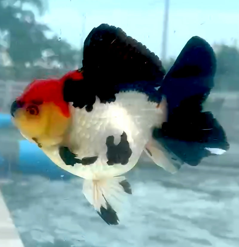 Thai Jumbo Red Cap Tri-Color Oranda Yuanbao 4.50 inch Body (QGF-JO1206)Showtank