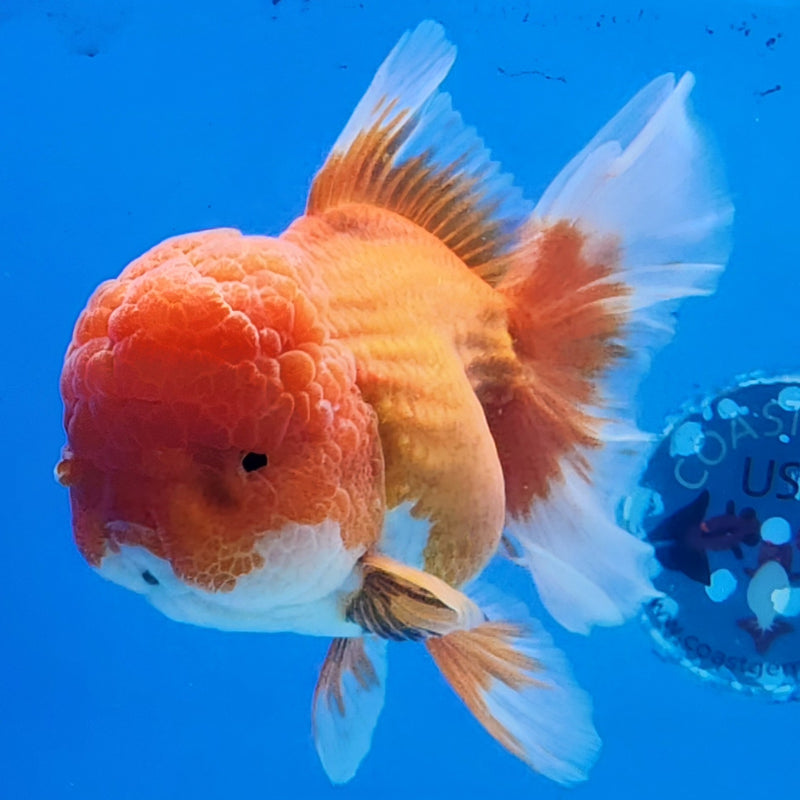 Thai Oranda Red/White 4” Body Female(CK-1438)BLUETUB2