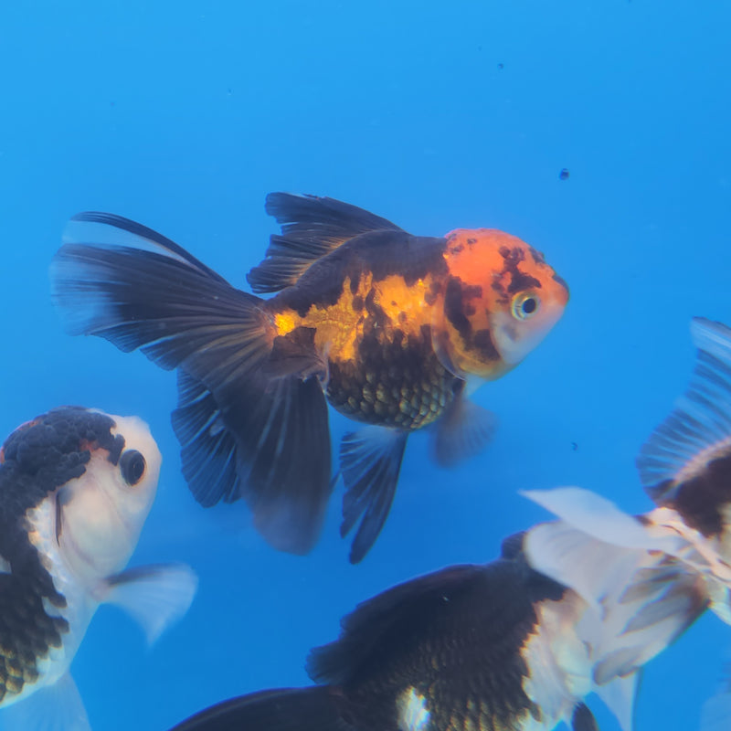 Thai Oranda Apache-Tri  2.5 F (FEB-181)R3A07