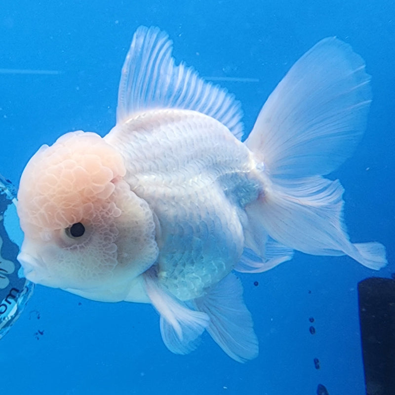 Thai Oranda Full White 3.5” Body Male(CK-1432)BLUETUB2