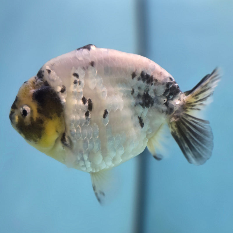 Thai White Tiger Ranchu 3.5" Male (CK-091)SHOWTANK