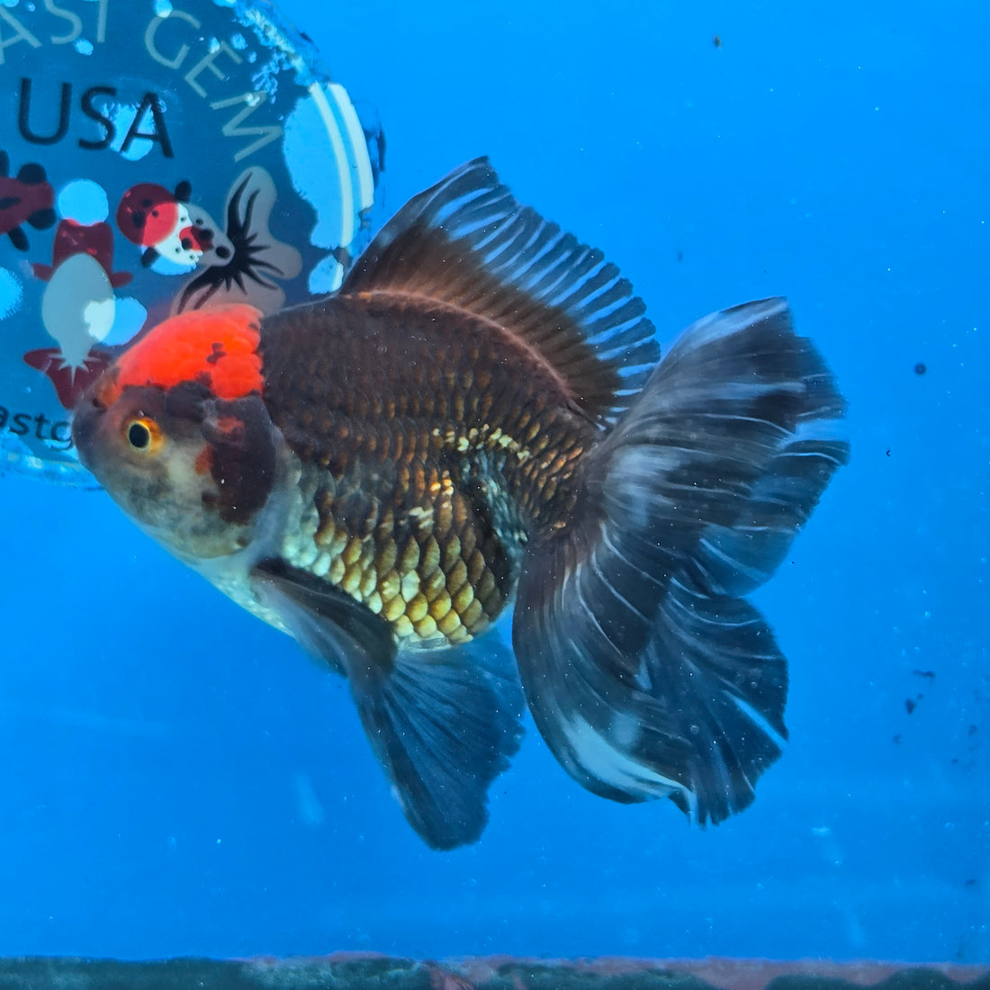 Thai Oranda Red Cap Black 4”Body Female(FEB-729)BlueTubA