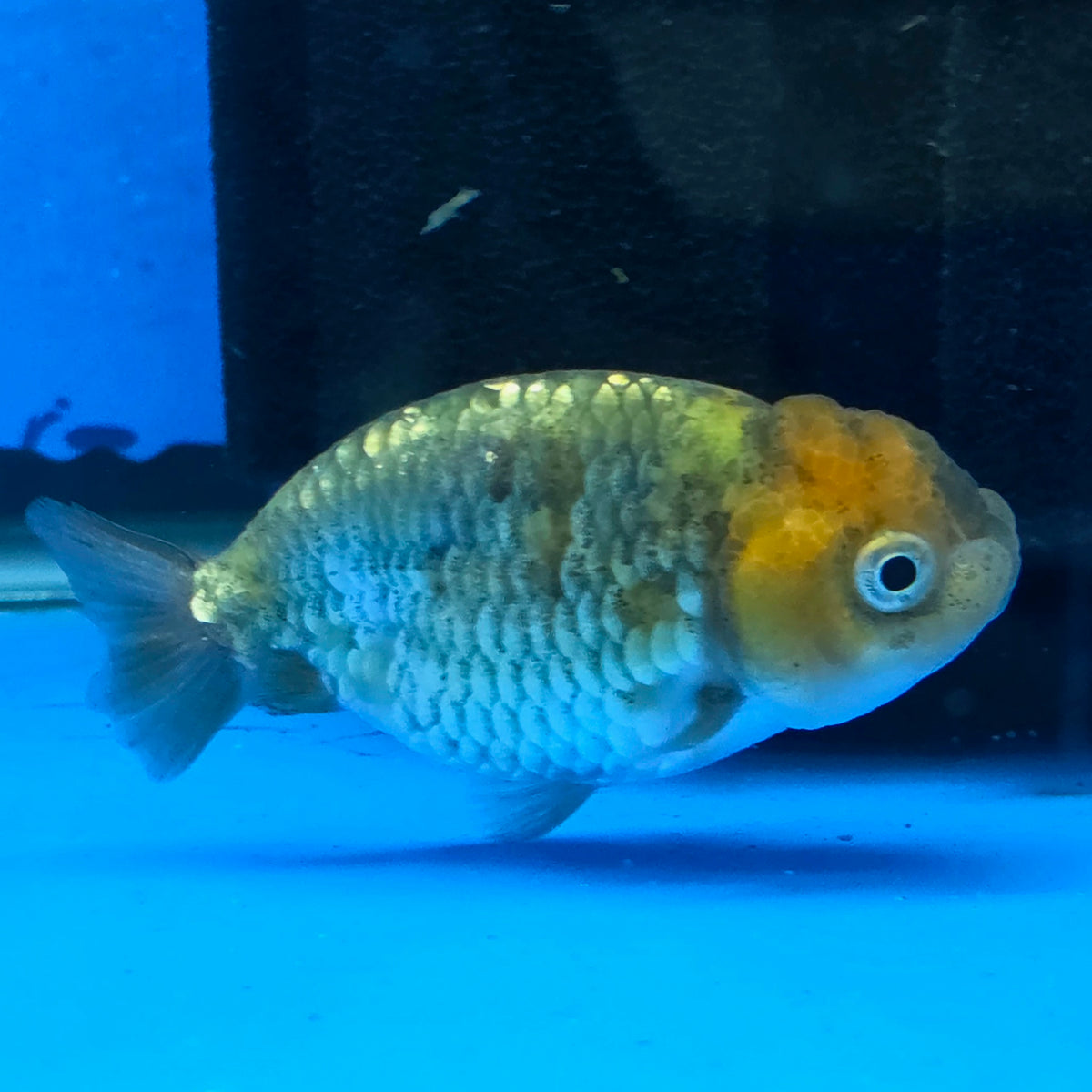 Thai Ranchu Tiger Calico 2.50" Body (FEB-875)R2B06