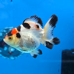 Thai Oranda Tri Color 3 in Body Female (FEB-524)R3A07