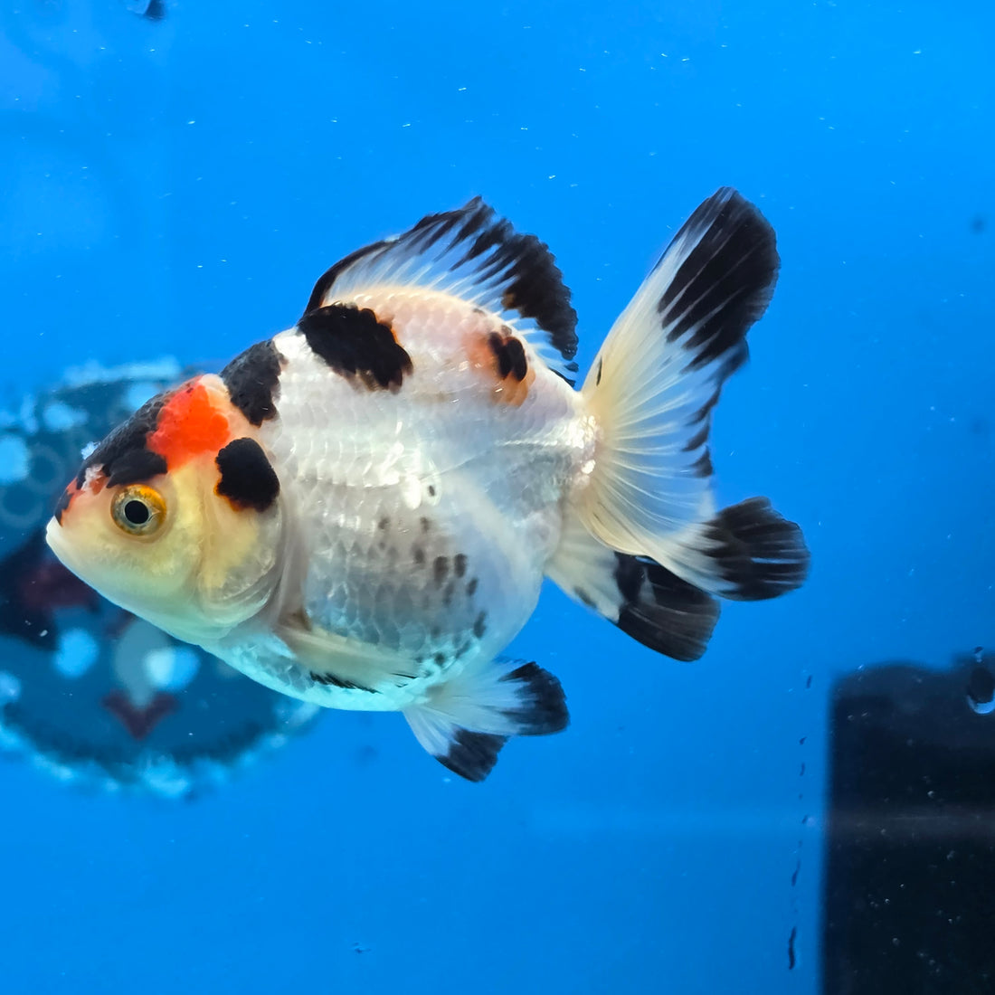 Thai Oranda Tri Color 3 in Body Female (FEB-524)R3A07