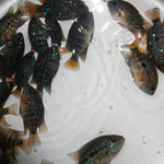 GREEN TEXAS GT75 FRY 1.00-2.00 inch