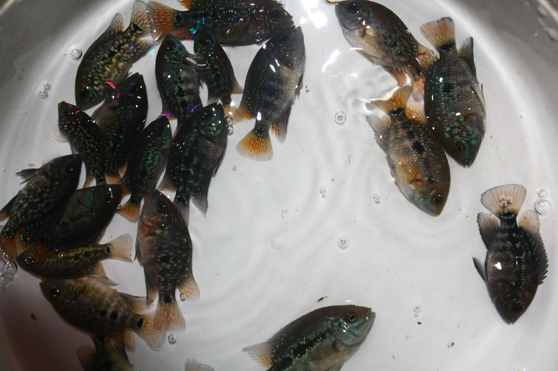 GREEN TEXAS GT75 FRY 1.00-2.00 inch