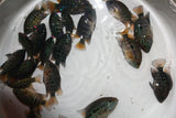 GREEN TEXAS GT75 FRY 1.00-2.00 inch