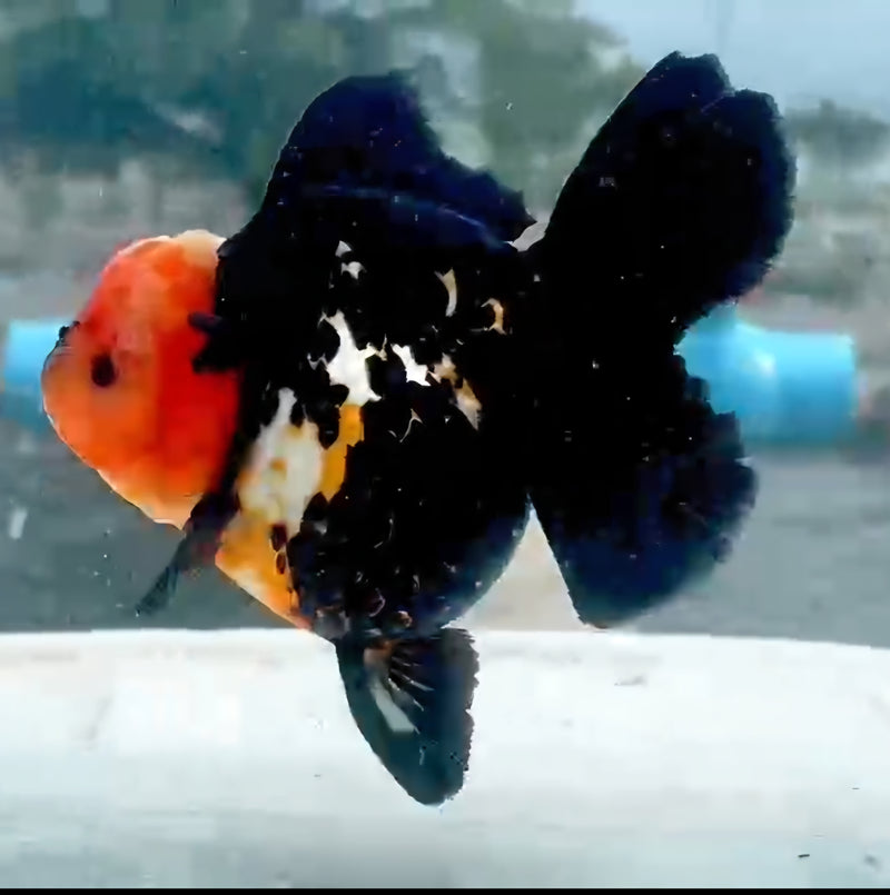 Thai Jumbo Red Cap Black Oranda Yuanbao 4.50 inch Body (QGF-JO1199)Showtank