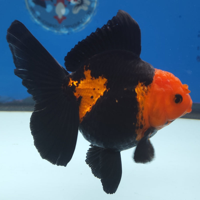 Thai Jumbo Oranda Apache 5in Female (FEB-221)BLUETUB2