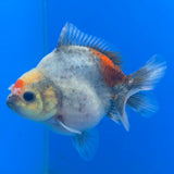 Thai Oranda Calico Sakura Shogun Farm 3" Body Female (FEB-829)R3B19