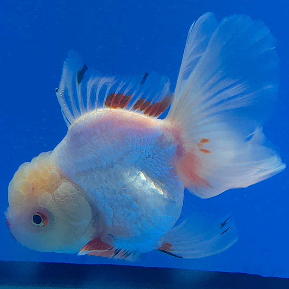 Thai Oranda Lemomhead Red & White 3.00" Body Male (FEB-793)R1B03