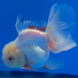 Thai Oranda Lemomhead Red & White 3.00" Body Male (FEB-793)R1B03