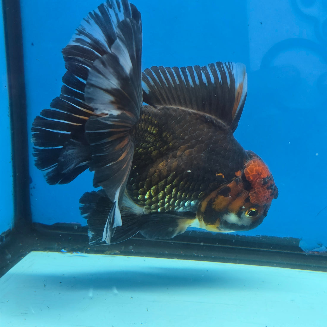 Thai Oranda Red Cap Black 5" Body male 12mths(FEB-573)R3A01