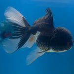 Thai Oranda Panda 3.5” Male(FEB-709)R1A07